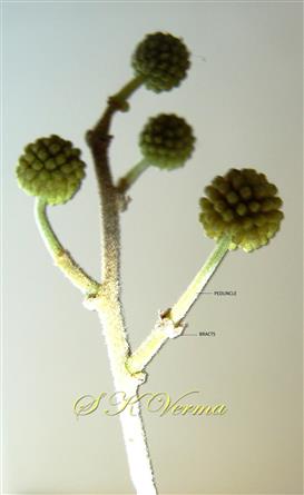  Bracts on peduncle in whorl